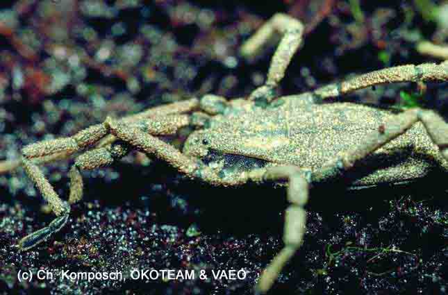 Opiliones da Europa centrale